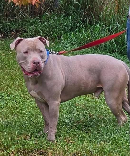 Enlarge Beefcake, a Adoptable Pit Bull Terrier in Waterloo, IA image 2/2