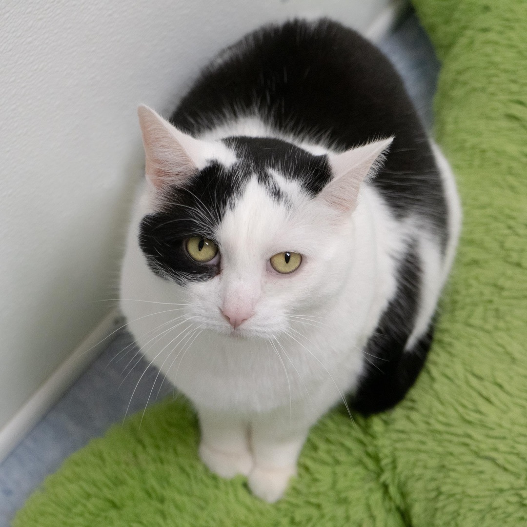 Bessie, a Adoptable Domestic Short Hair in Rochester, NY image 1/12