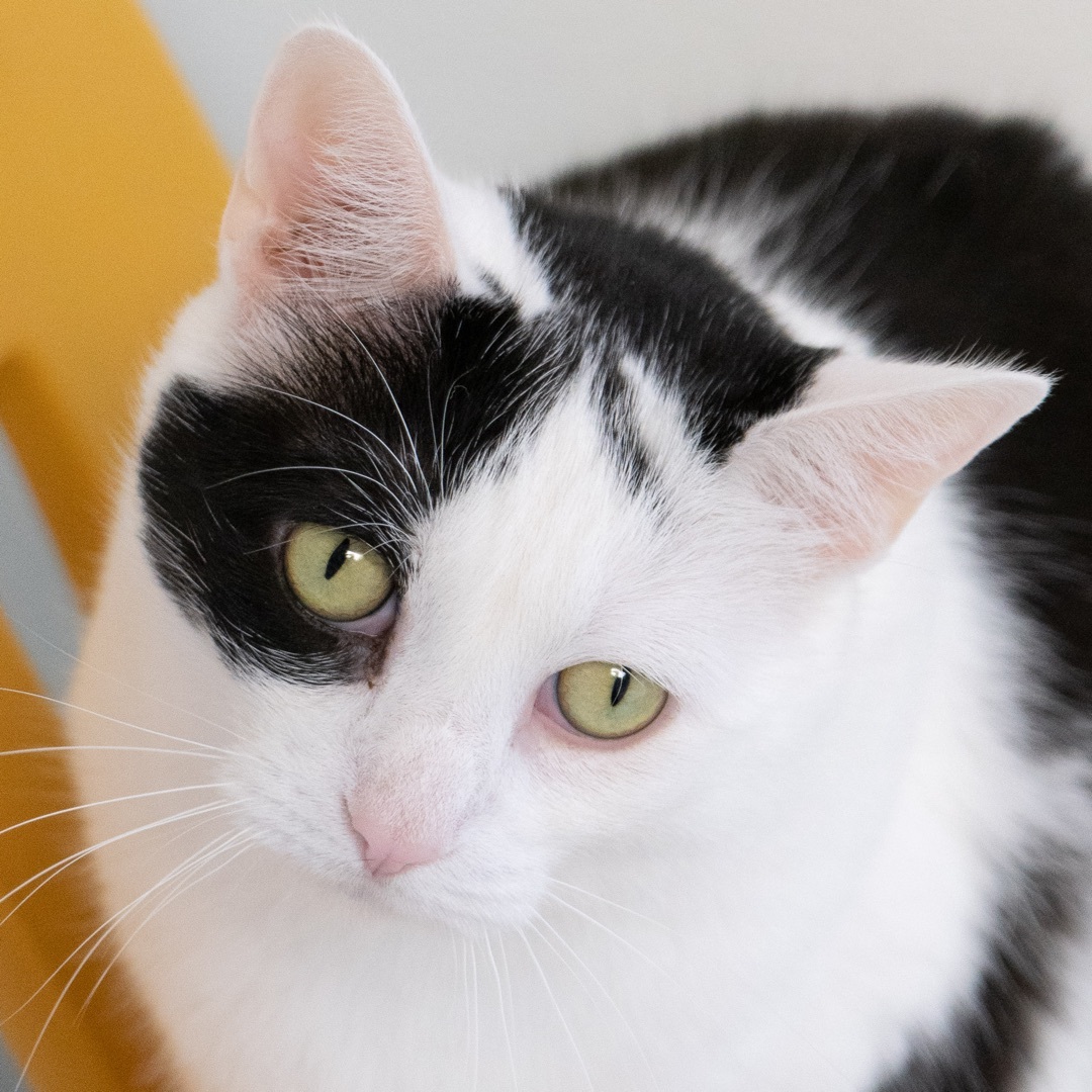 Bessie, a Adoptable Domestic Short Hair in Rochester, NY image 2/12