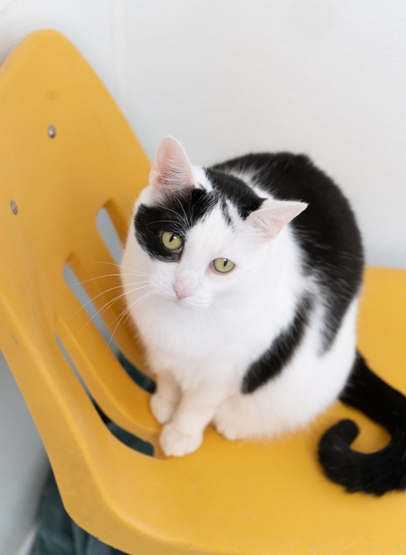Bessie, a Adoptable Domestic Short Hair in Rochester, NY image 3/12