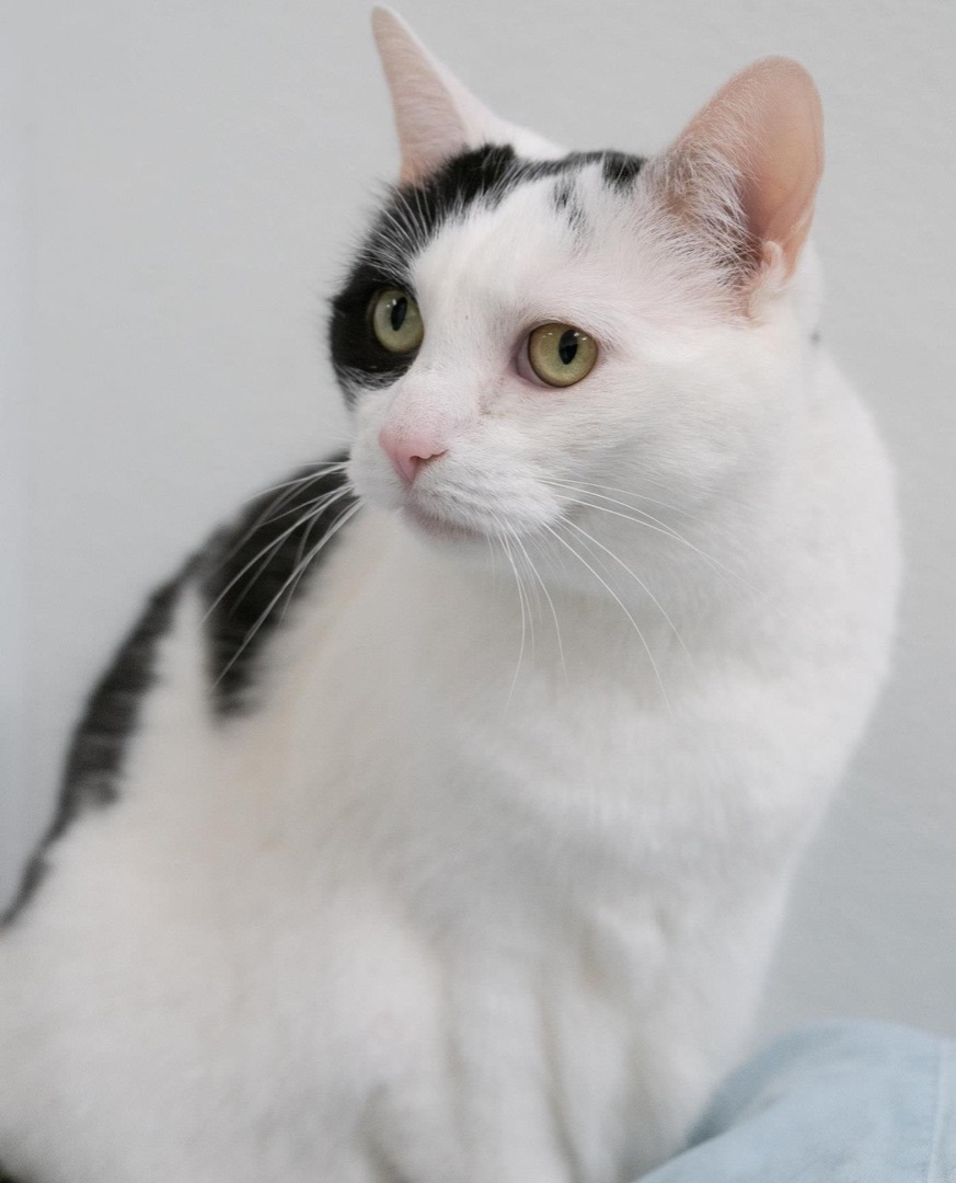 Bessie, a Adoptable Domestic Short Hair in Rochester, NY image 4/12