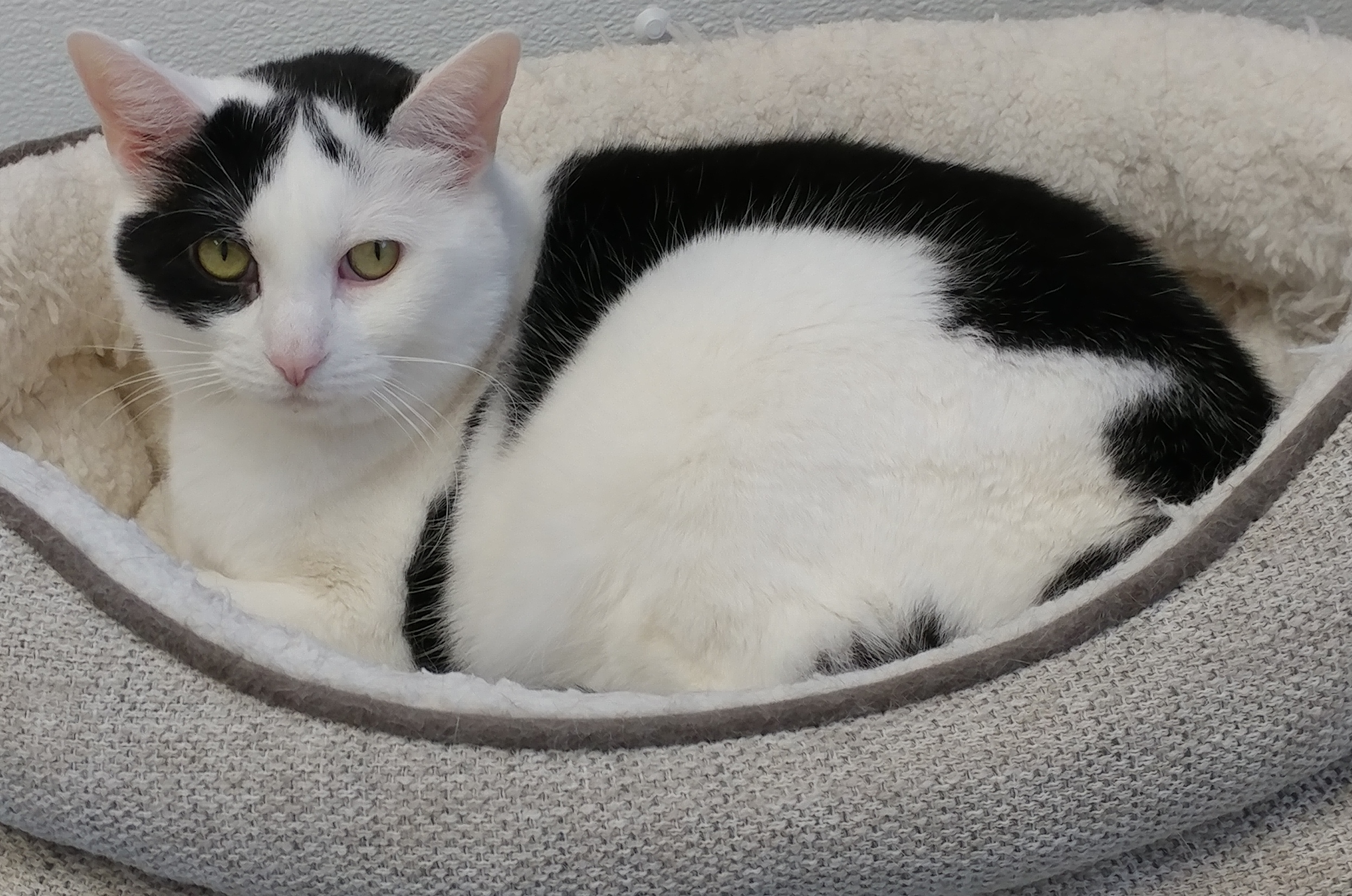 Bessie, a Adoptable Domestic Short Hair in Rochester, NY image 5/12