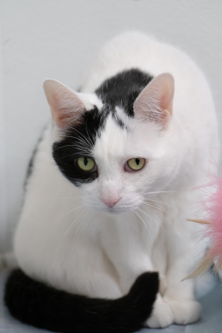 Bessie, a Adoptable Domestic Short Hair in Rochester, NY image 6/12