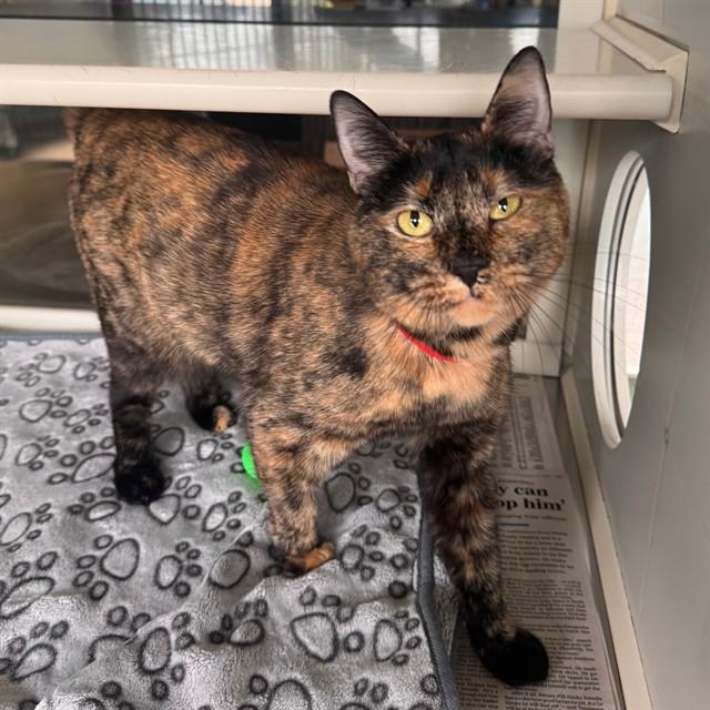 Enlarge MADDY, a Adoptable Domestic Short Hair in Murfreesboro, TN image 1/1