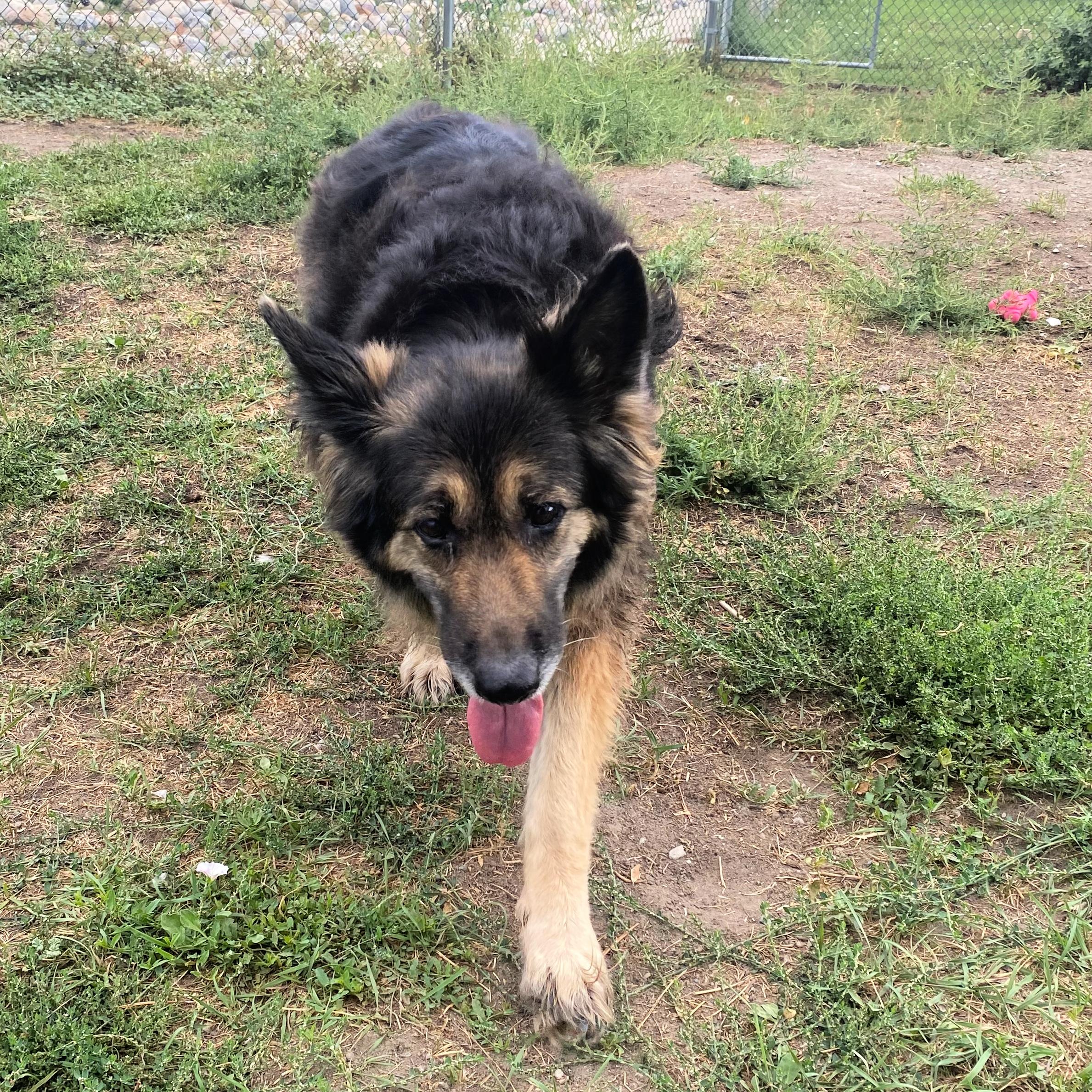 Harley, an adoptable German Shepherd Dog in Lindon, UT, 84042 | Photo Image 3