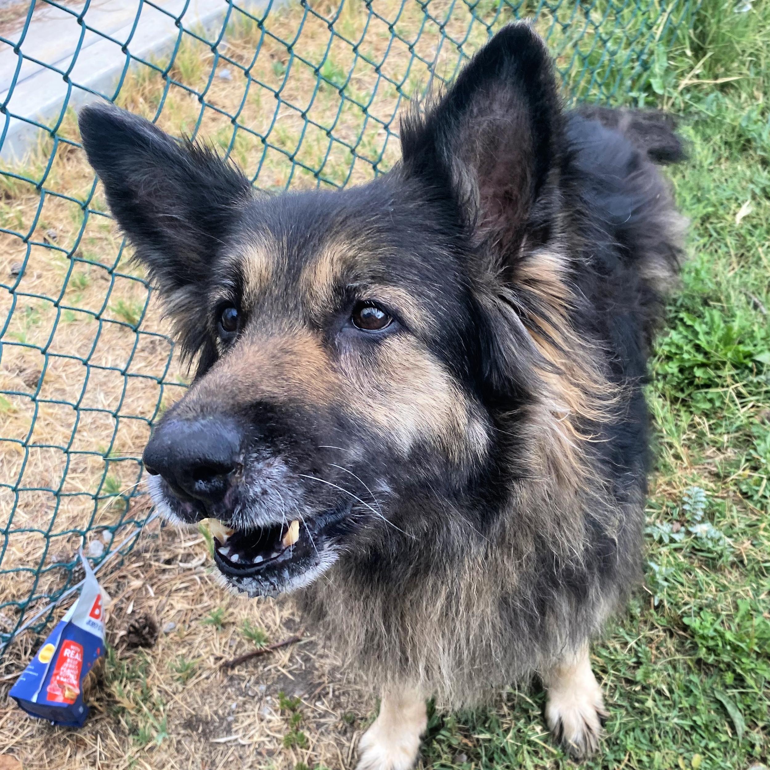 Harley, an adoptable German Shepherd Dog in Lindon, UT, 84042 | Photo Image 5