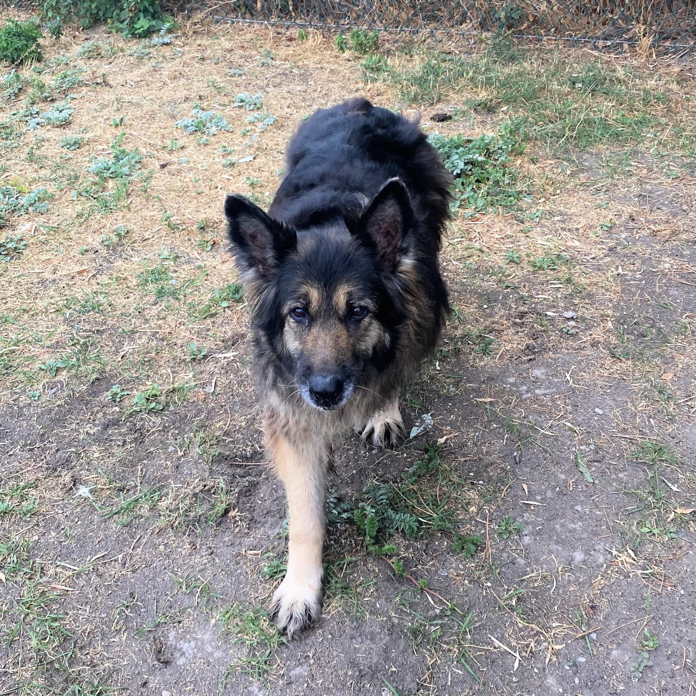 Harley, an adoptable German Shepherd Dog in Lindon, UT, 84042 | Photo Image 2
