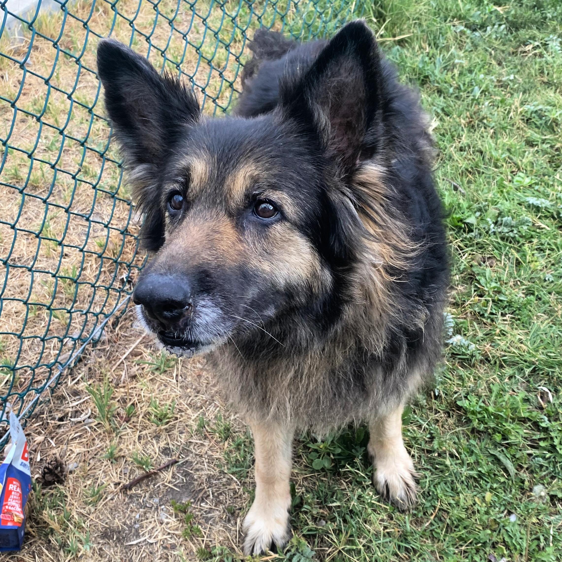 Harley, an adoptable German Shepherd Dog in Lindon, UT, 84042 | Photo Image 1