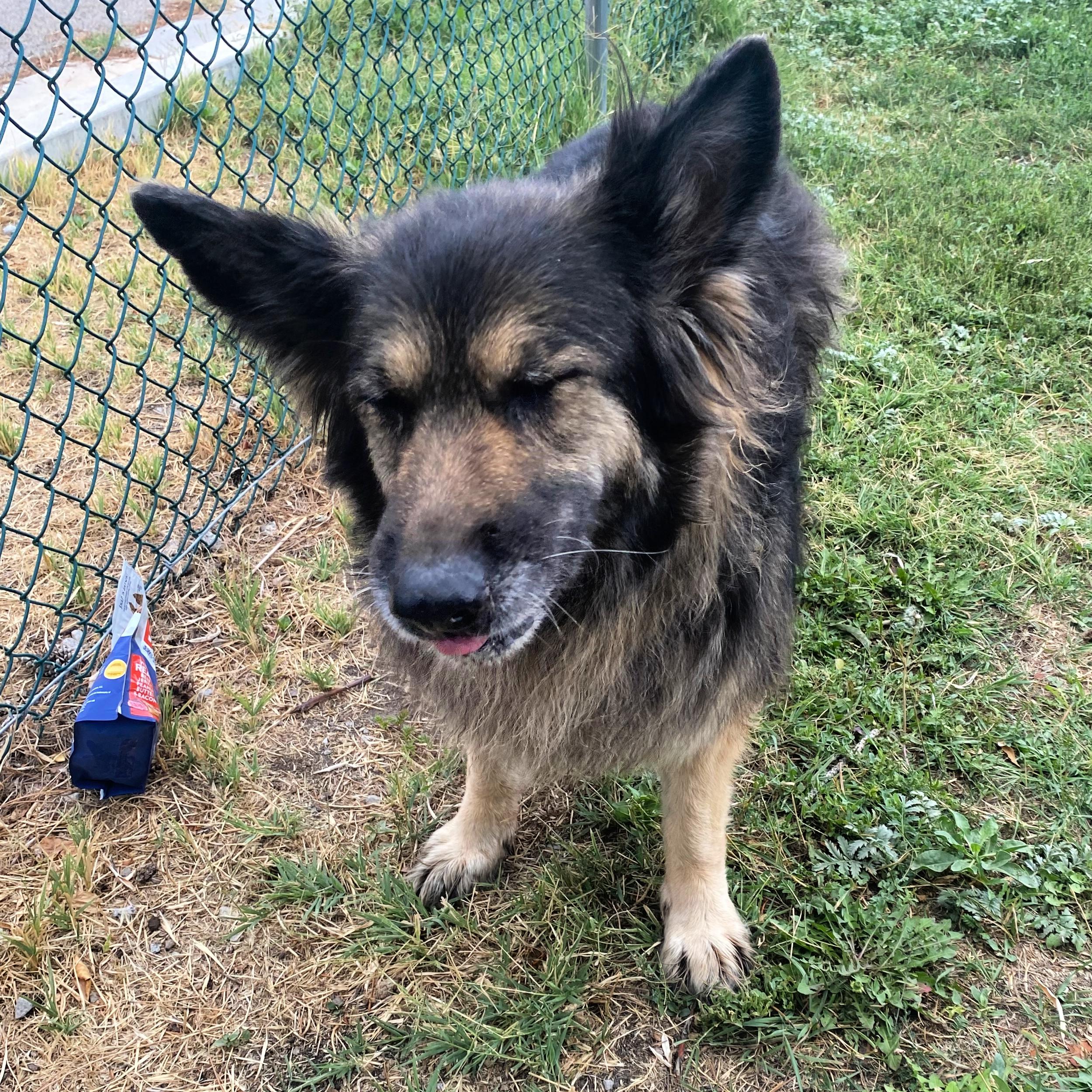 Harley, an adoptable German Shepherd Dog in Lindon, UT, 84042 | Photo Image 4