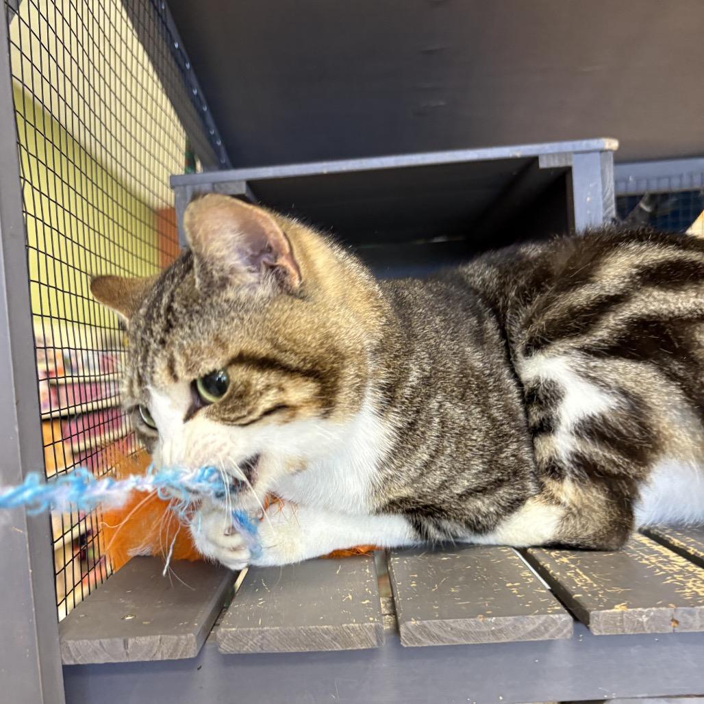 Enlarge StarScream, a Adoptable Domestic Short Hair in North Port, FL image 1/6