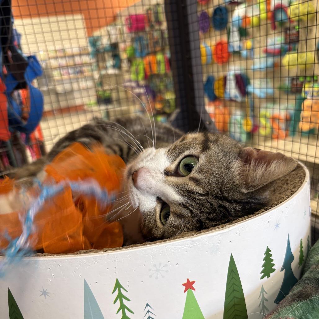 Enlarge StarScream, a Adoptable Domestic Short Hair in North Port, FL image 2/6