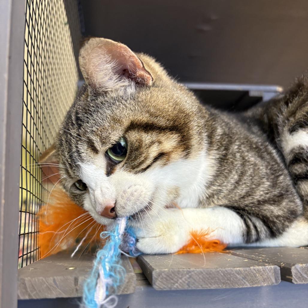 Enlarge StarScream, a Adoptable Domestic Short Hair in North Port, FL image 3/6