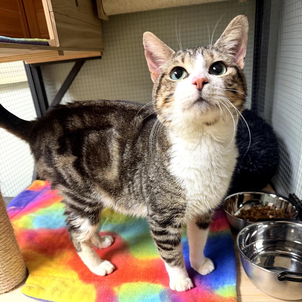 Enlarge StarScream, a Adoptable Domestic Short Hair in North Port, FL image 4/6