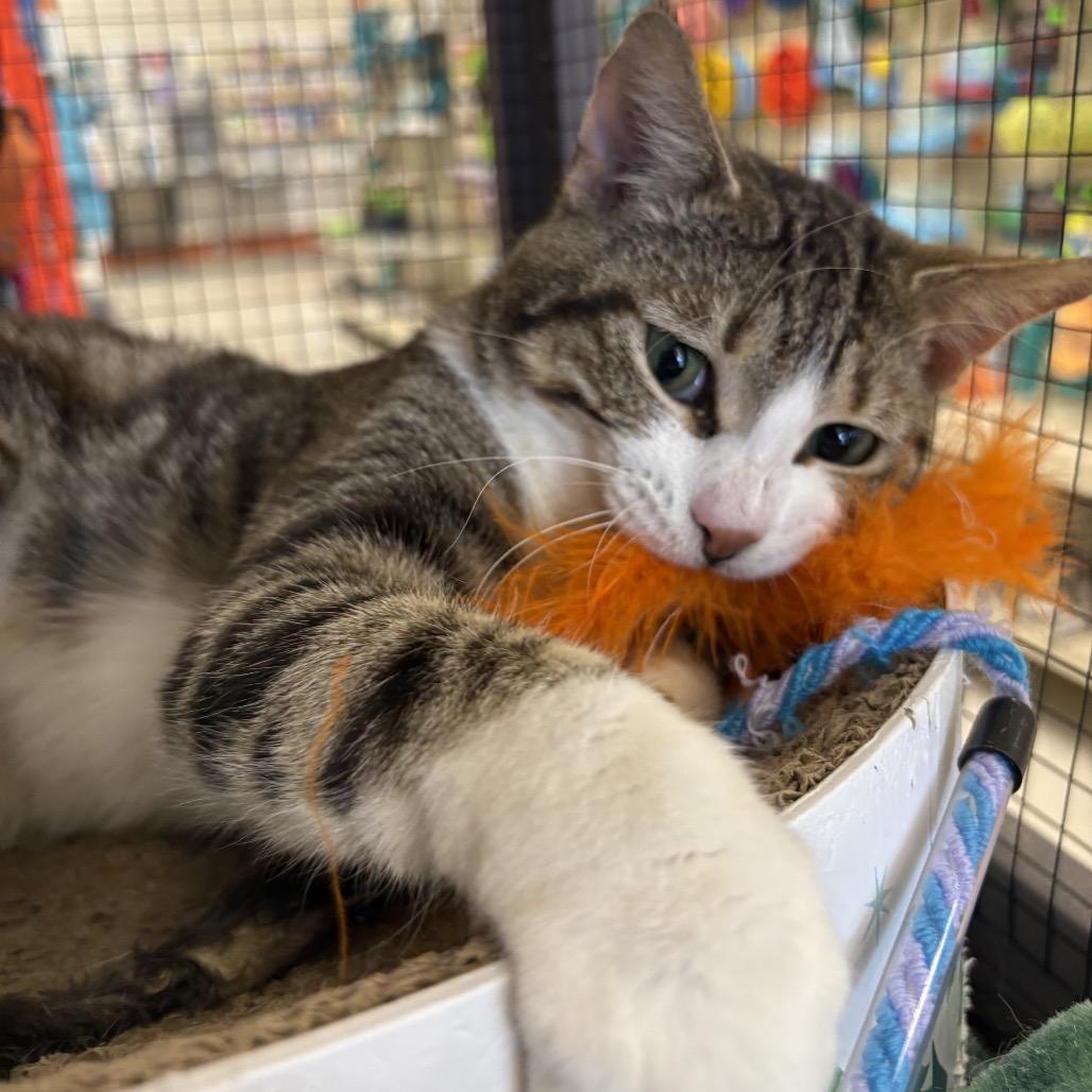 Enlarge StarScream, a Adoptable Domestic Short Hair in North Port, FL image 5/6