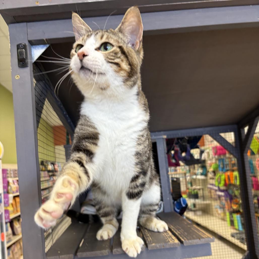 Enlarge StarScream, a Adoptable Domestic Short Hair in North Port, FL image 6/6