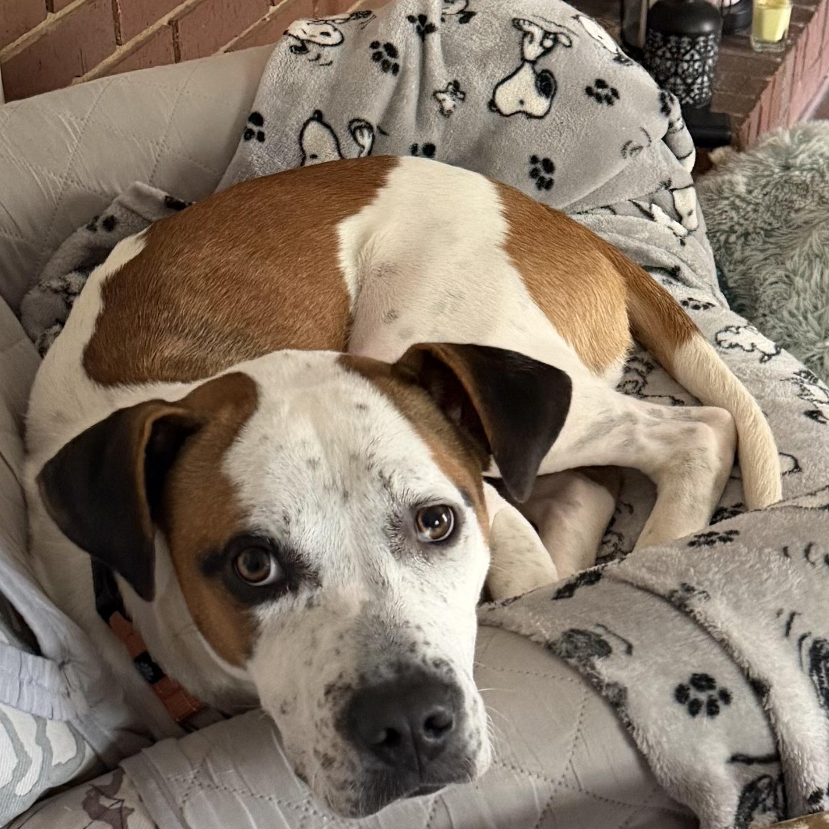 Enlarge Vega, a Adoptable mixed breed in Charlotte, NC image 6/6