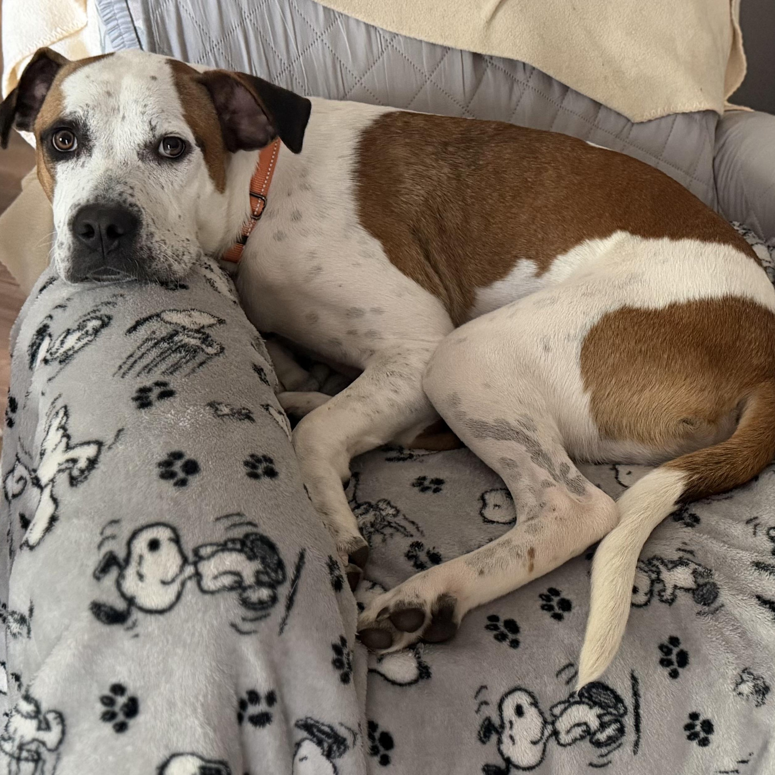 Enlarge Vega, a Adoptable mixed breed in Charlotte, NC image 5/6