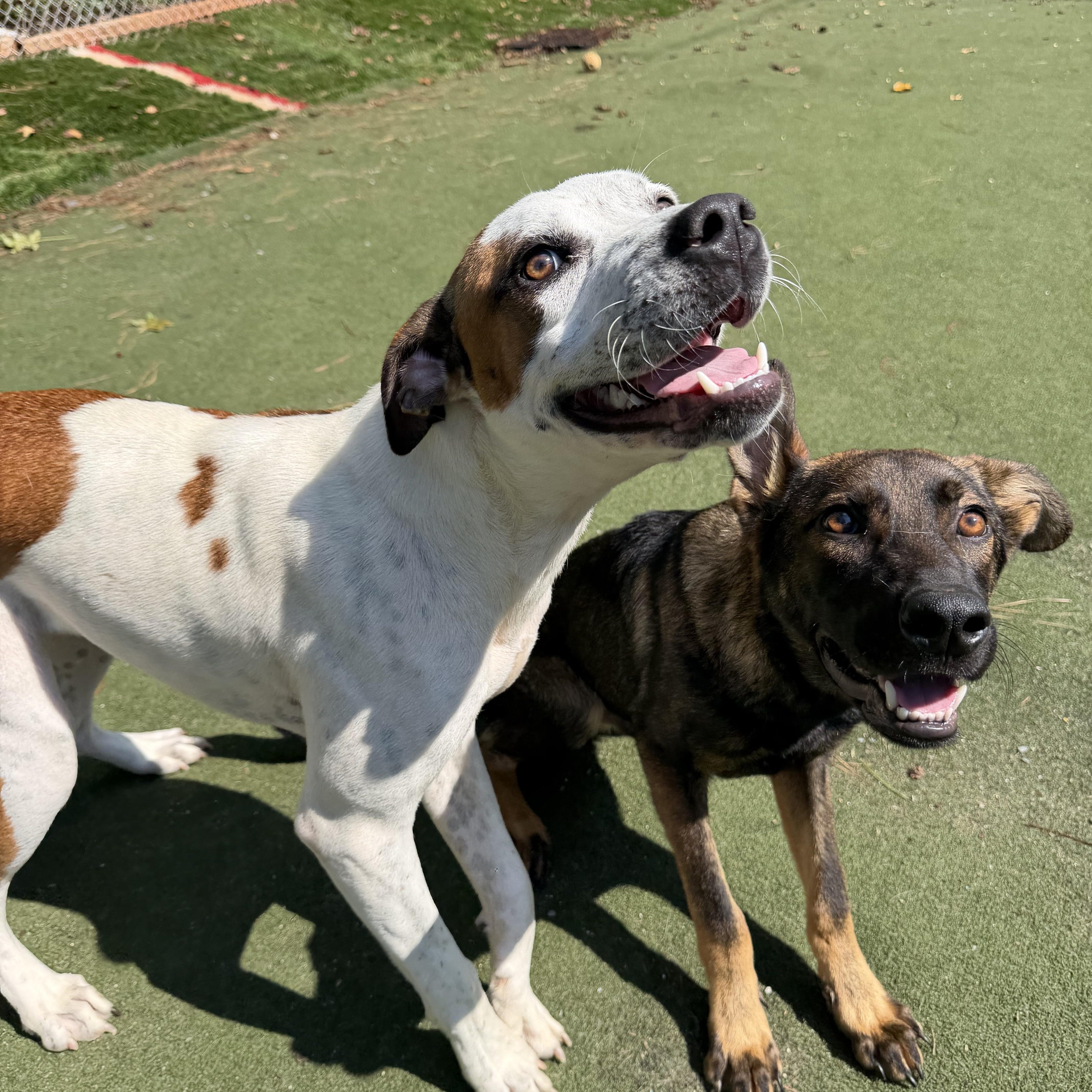 Enlarge Vega, a Adoptable mixed breed in Charlotte, NC image 4/6