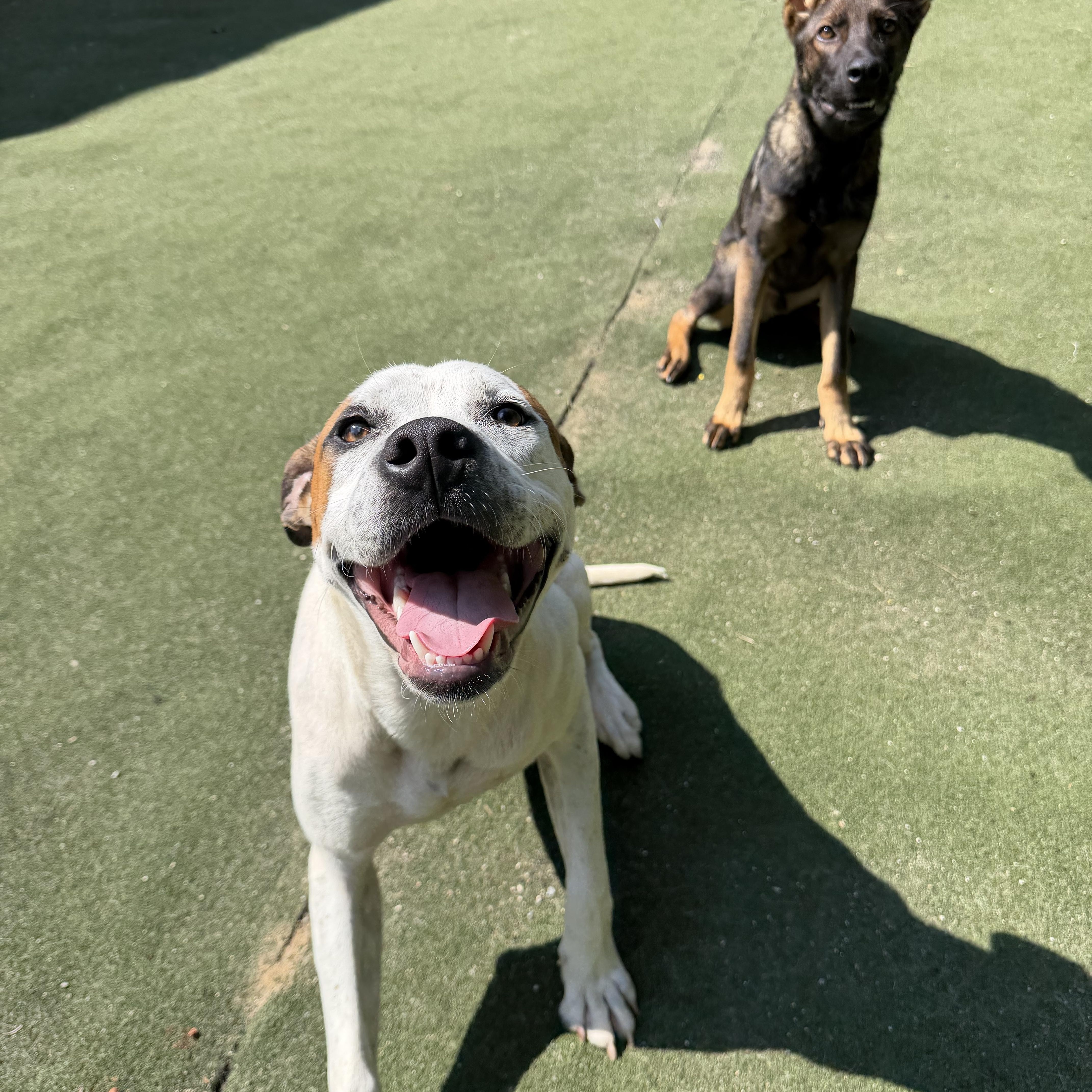 Enlarge Vega, a Adoptable mixed breed in Charlotte, NC image 3/6
