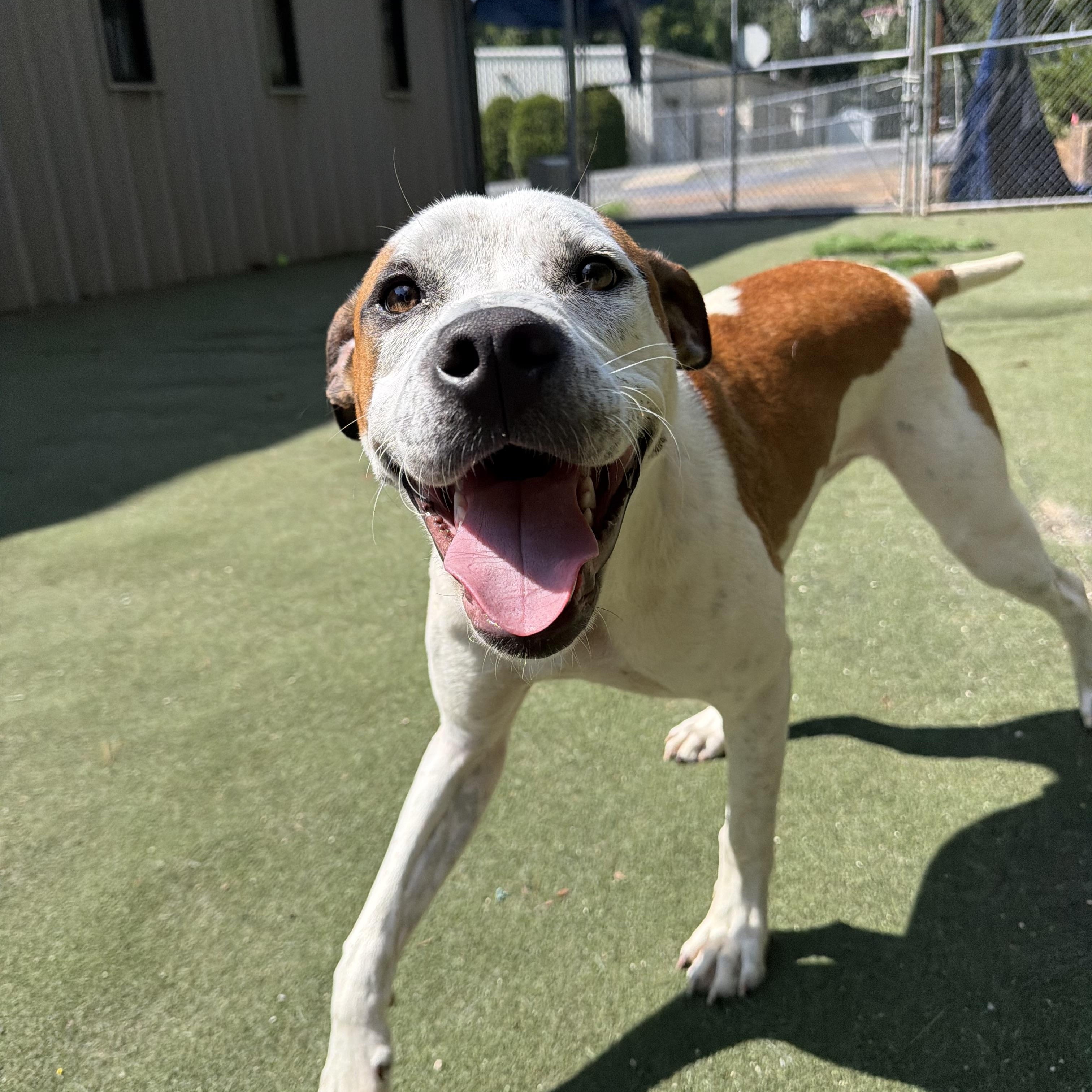 Enlarge Vega, a Adoptable mixed breed in Charlotte, NC image 2/6