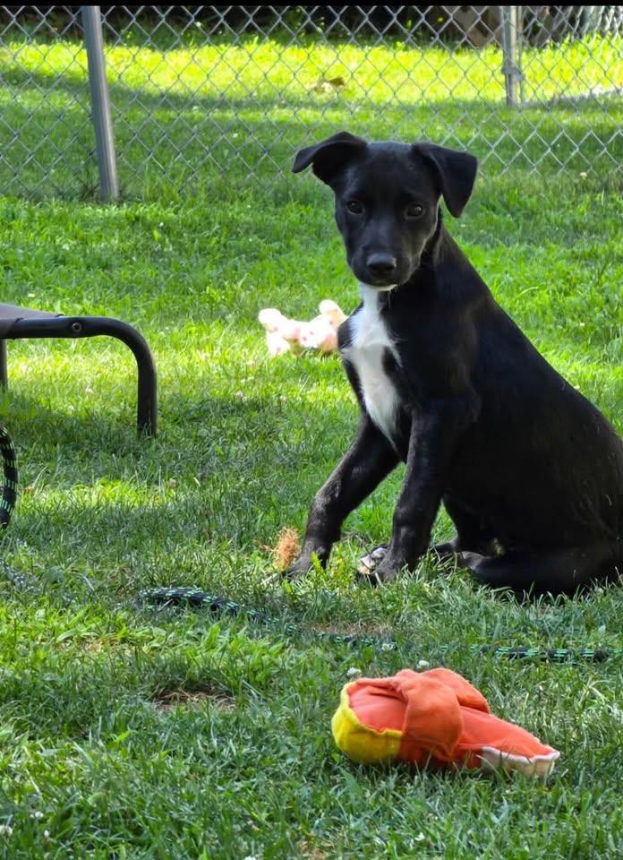 Enlarge Kitana, a ADOPTABLE Mixed Breed in Succasunna, NJ image 4/4