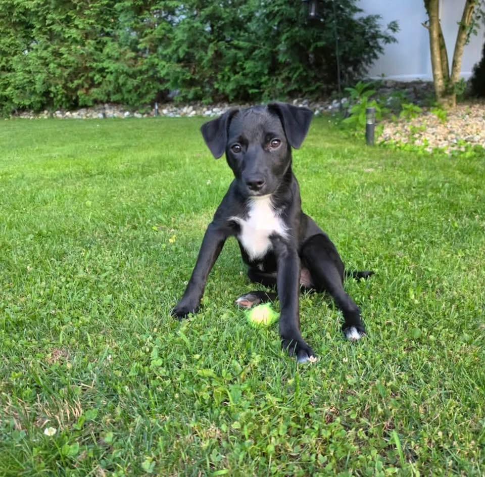 Enlarge Kitana, a ADOPTABLE Mixed Breed in Succasunna, NJ image 3/4