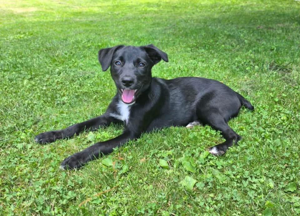 Enlarge Kitana, a ADOPTABLE Mixed Breed in Succasunna, NJ image 2/4
