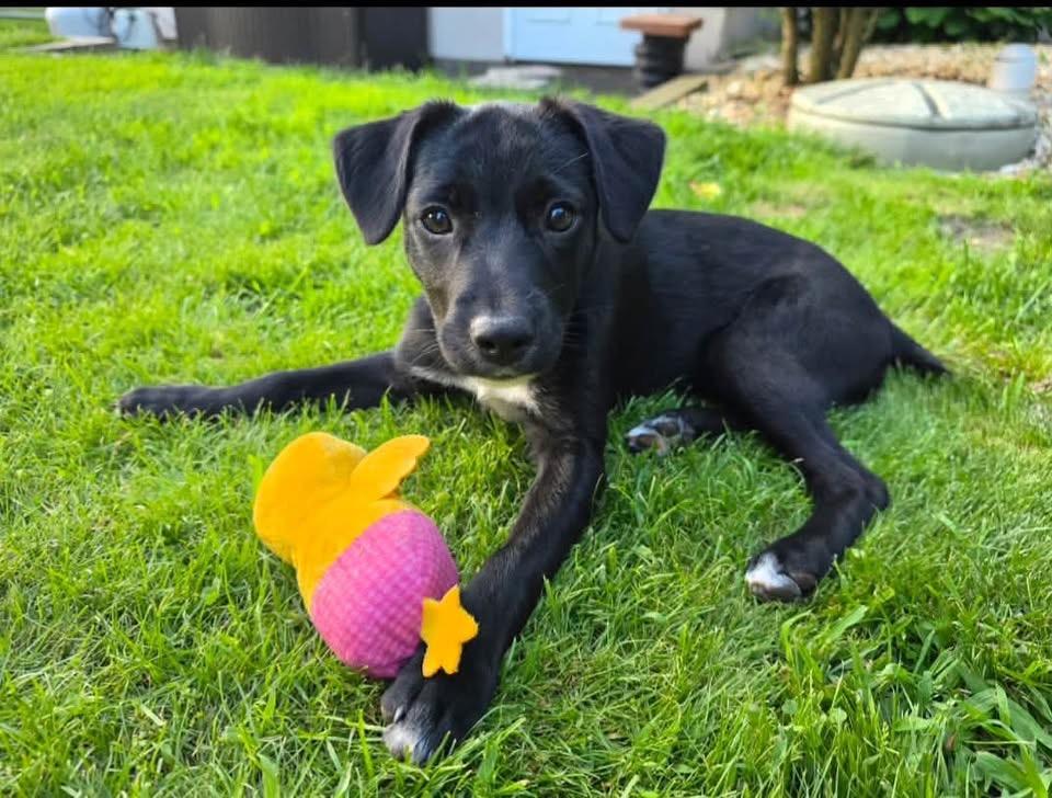 Enlarge Kitana, a ADOPTABLE Mixed Breed in Succasunna, NJ image 1/4