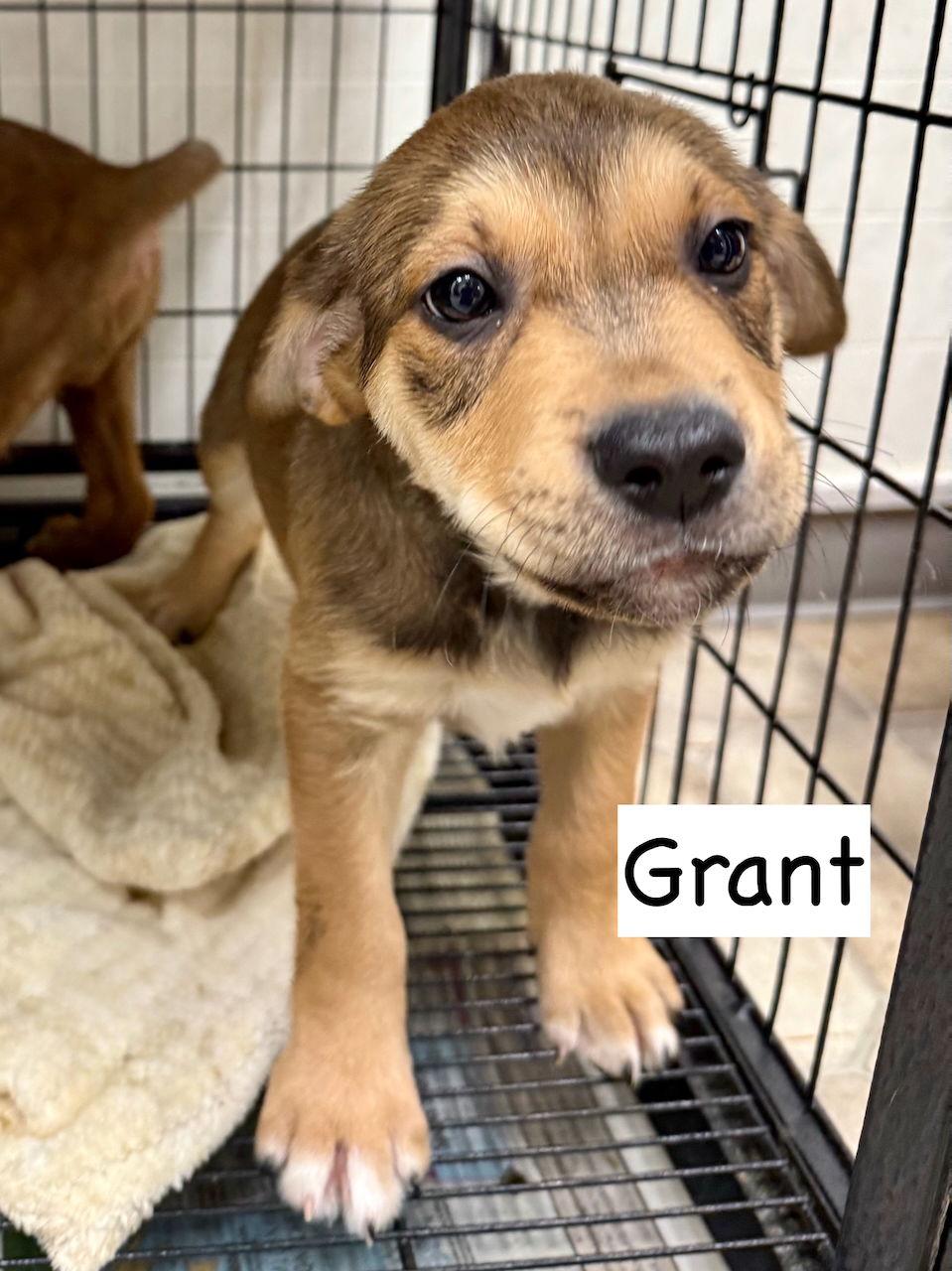 Grant, Adoptable, Puppy Male Boxer & Pit Bull Terrier.