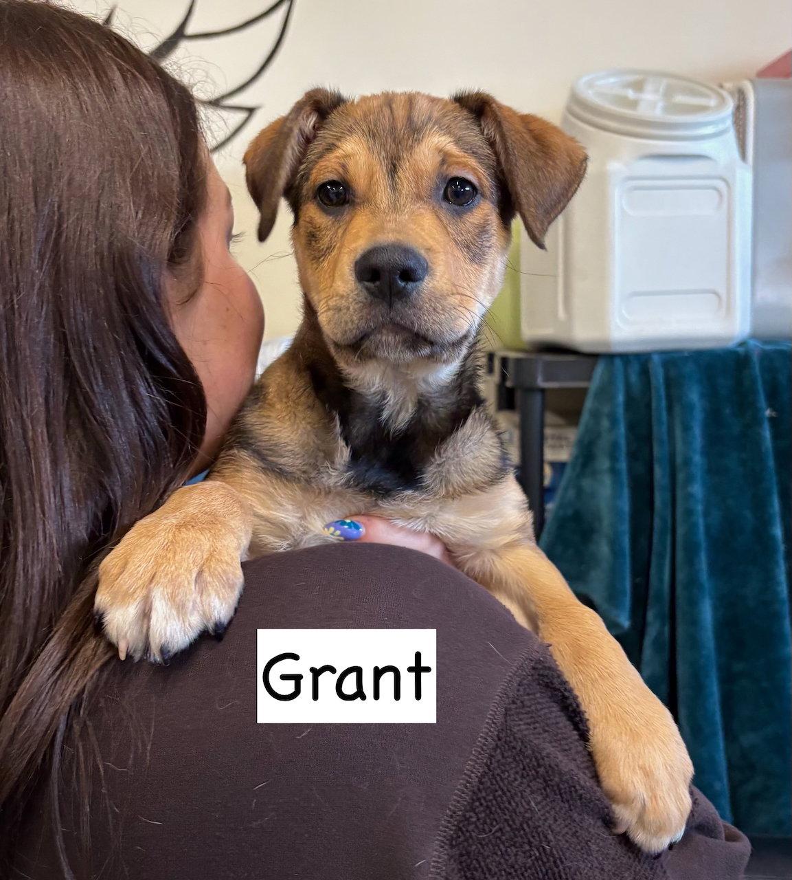 Enlarge Grant, a Adoptable mixed breed in GILBERTS, IL image 2/3