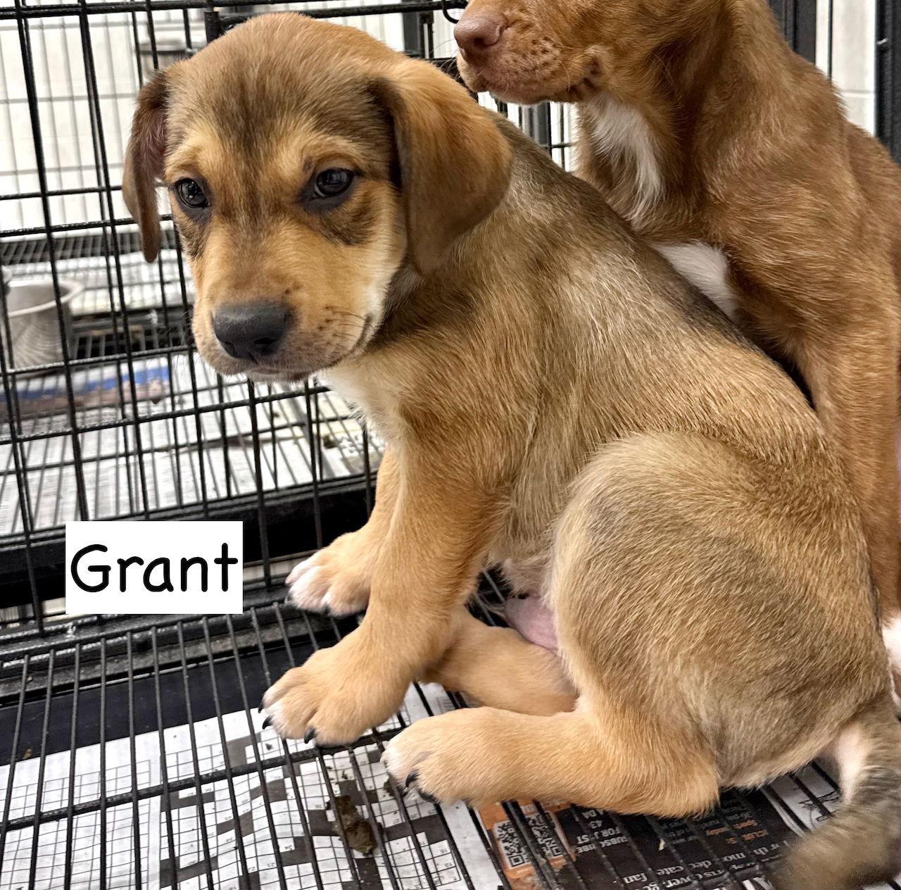 Enlarge Grant, a Adoptable mixed breed in GILBERTS, IL image 3/3