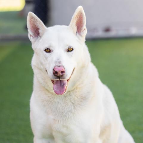 BRETT, Adoptable, Adult Male Siberian Husky & Mixed Breed.