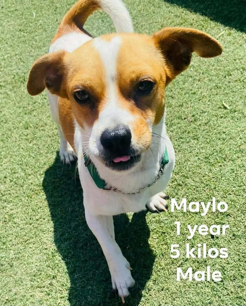 Maylo, Adoptable, Young Male Terrier.