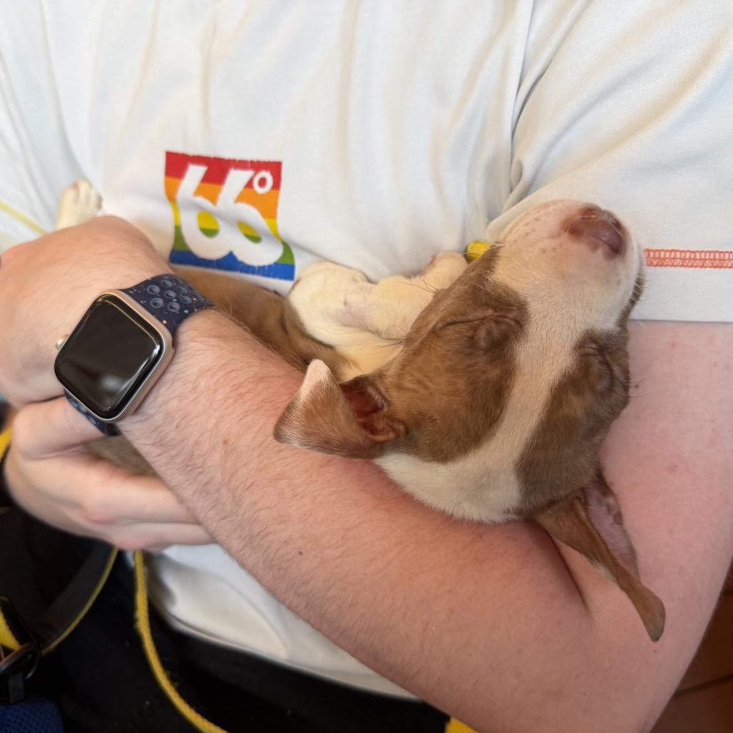 Pudge, Adoptable, Puppy Male Pit Bull Terrier.
