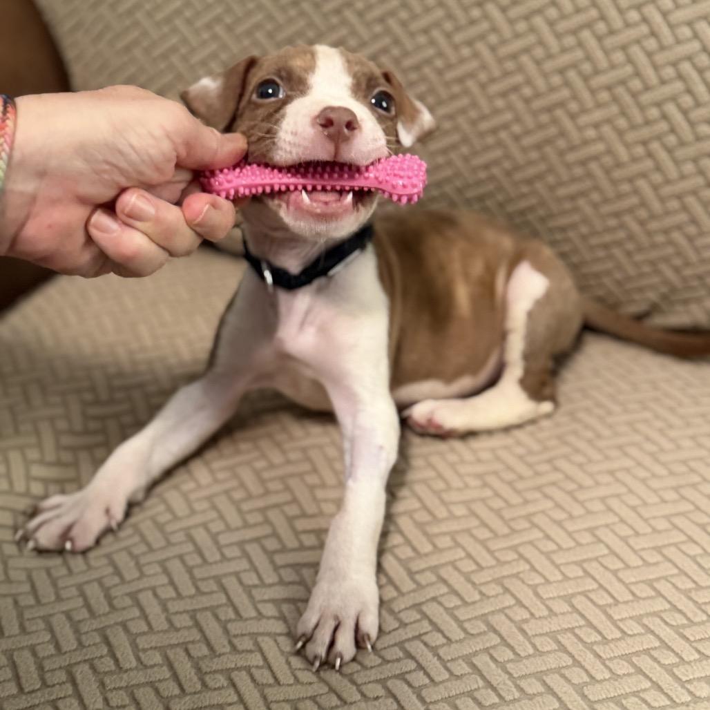 Enlarge Pudge, a Adoptable Pit Bull Terrier in Durham, NC image 2/6