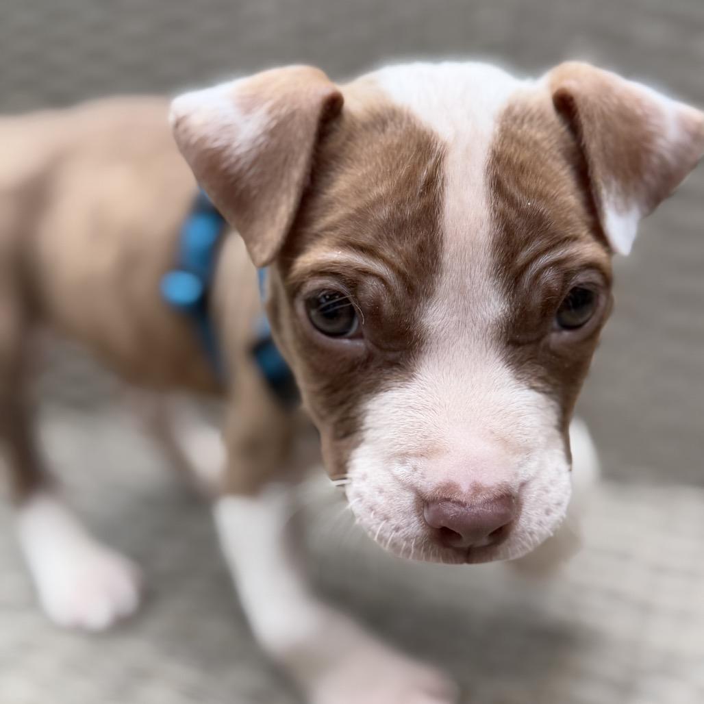 Enlarge Pudge, a Adoptable Pit Bull Terrier in Durham, NC image 5/6