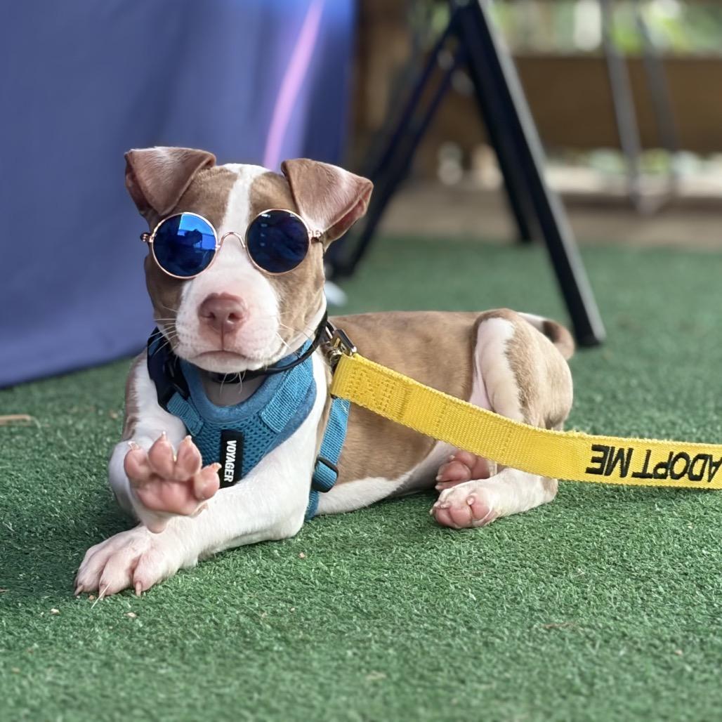Enlarge Pudge, a Adoptable Pit Bull Terrier in Durham, NC image 6/6