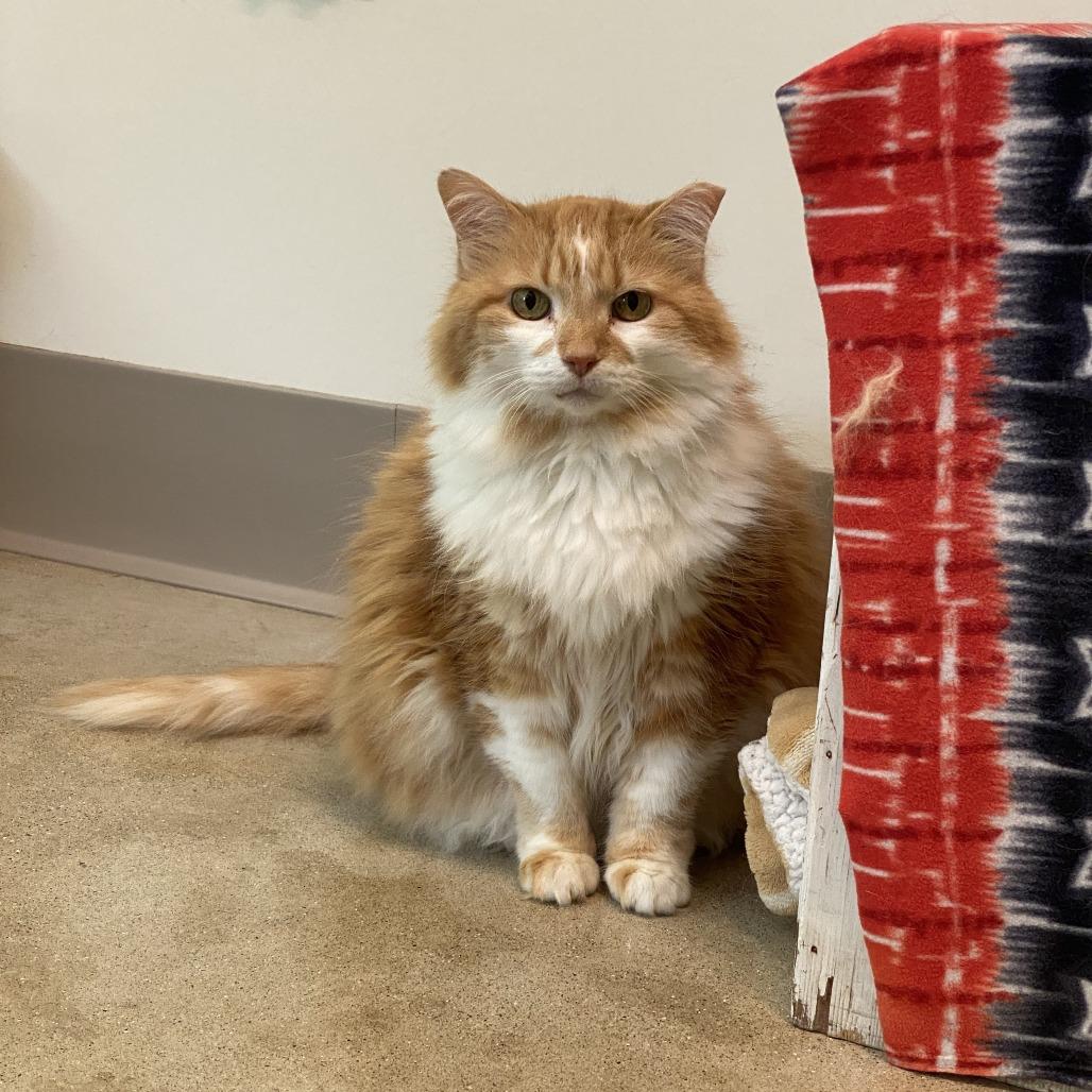 Scrambles, Adoptable, Senior Female Domestic Long Hair.