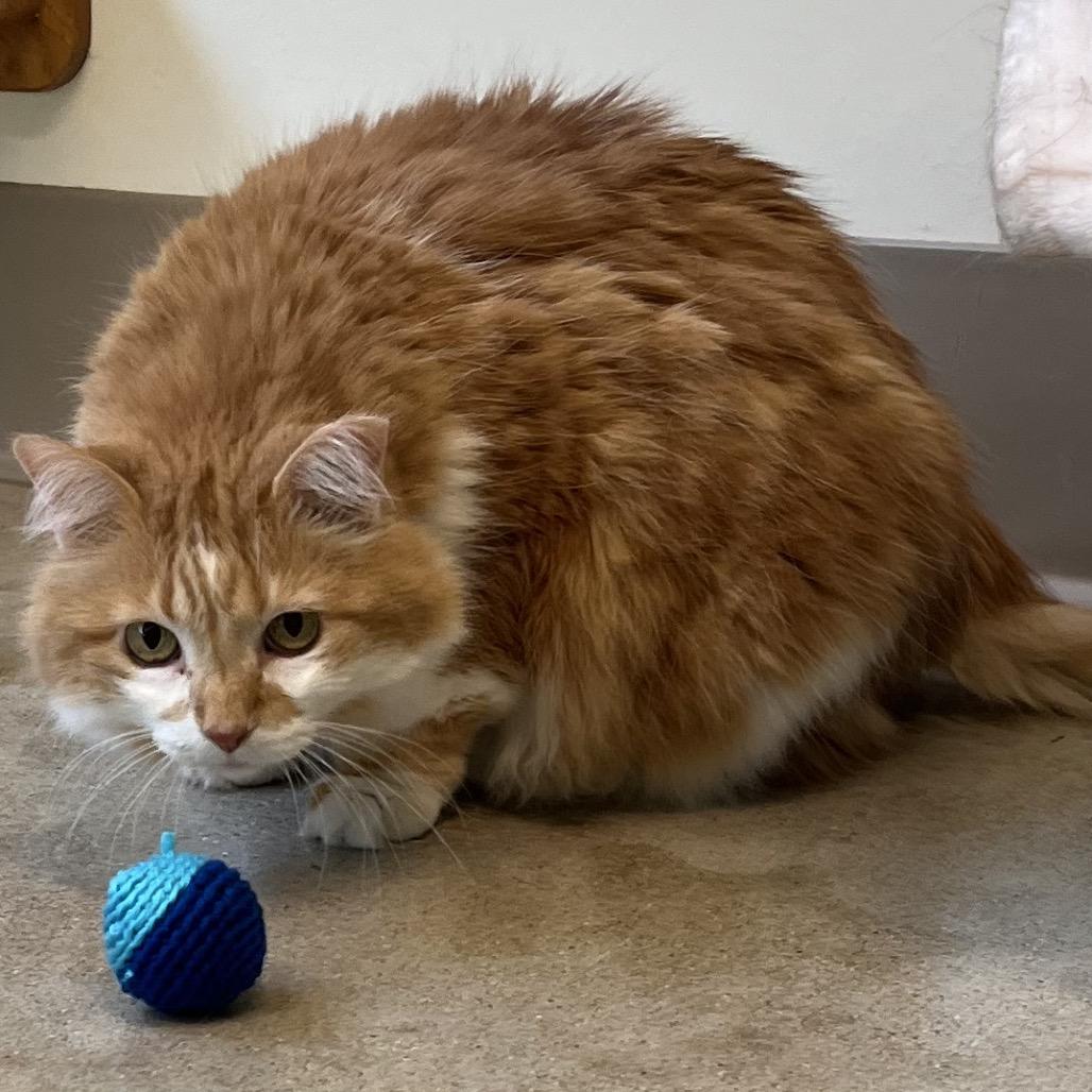 Enlarge Scrambles, a Adoptable Domestic Short Hair in Chicago, IL image 1/1