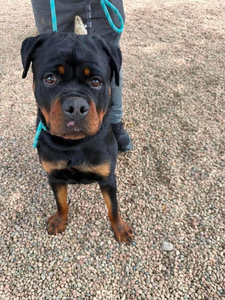 Max, Adoptable, Young Male Rottweiler.