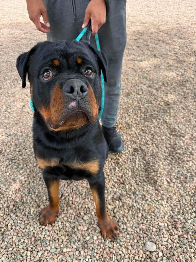 Enlarge Max, a Adoptable Rottweiler in Aurora, CO image 2/5