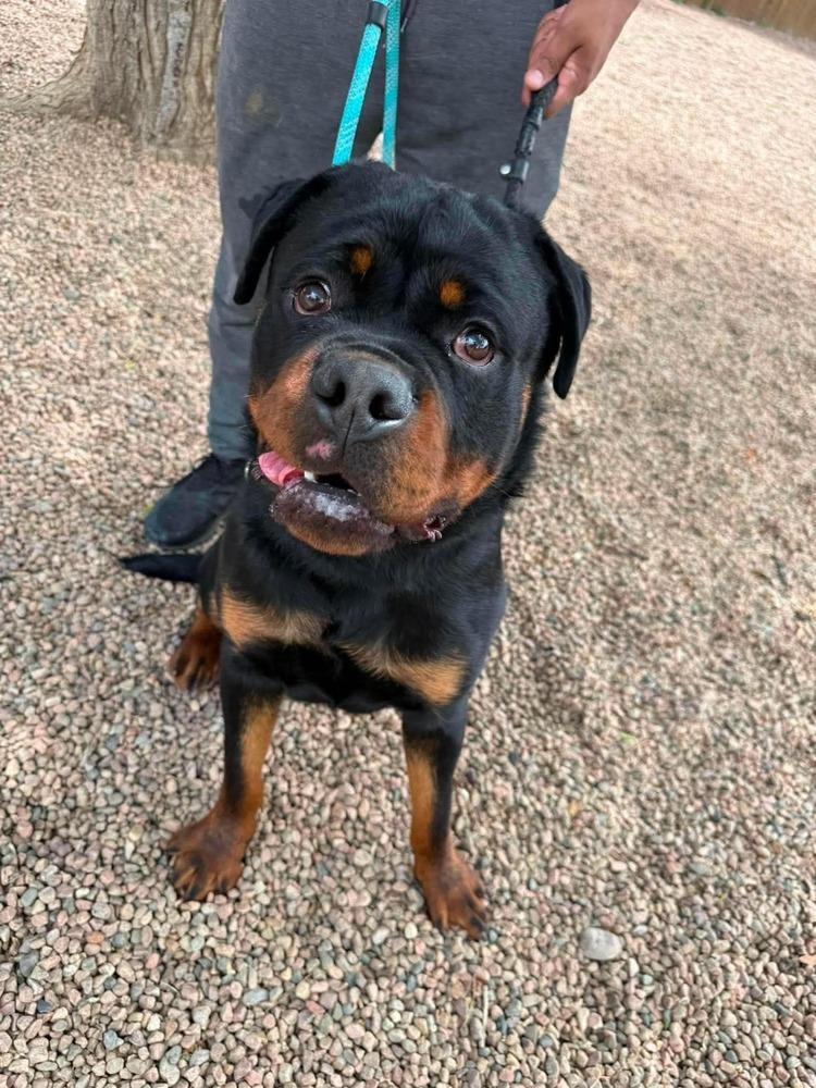Enlarge Max, a Adoptable Rottweiler in Aurora, CO image 3/5
