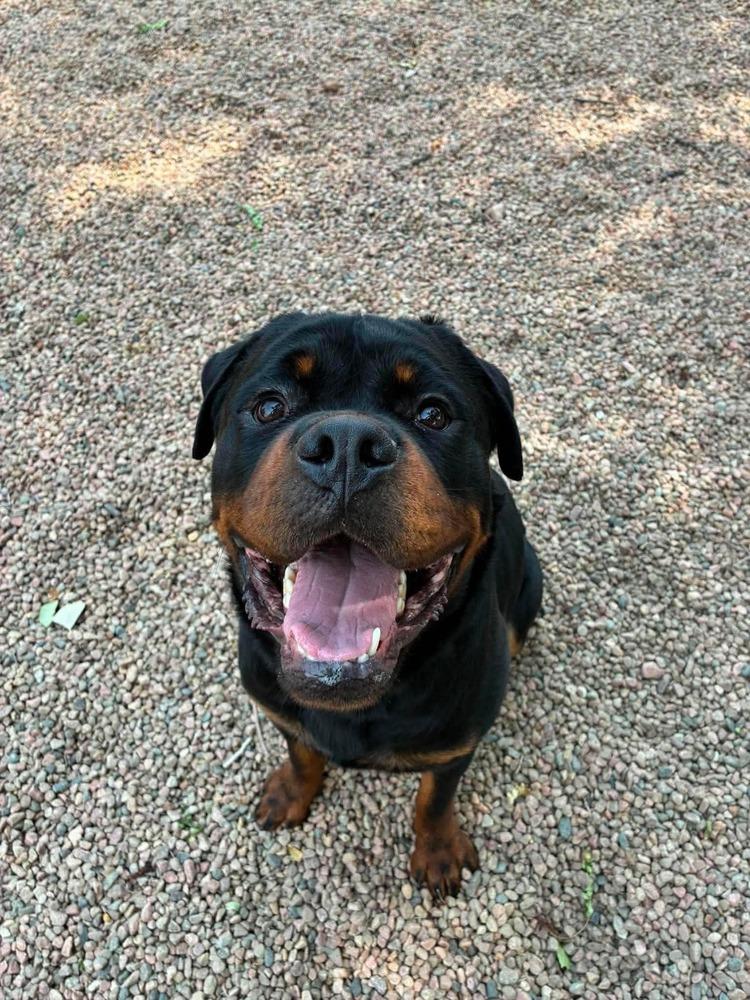 Enlarge Max, a Adoptable Rottweiler in Aurora, CO image 4/5