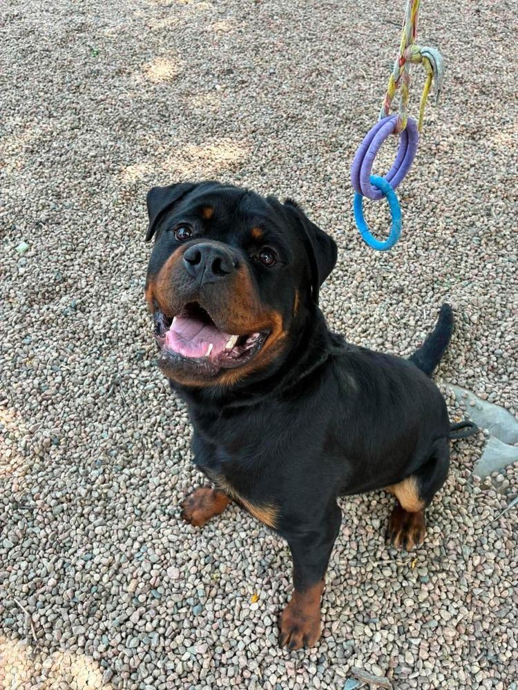 Enlarge Max, a Adoptable Rottweiler in Aurora, CO image 5/5