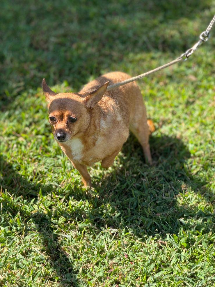Skully, Adopted, Adult Male Chihuahua.