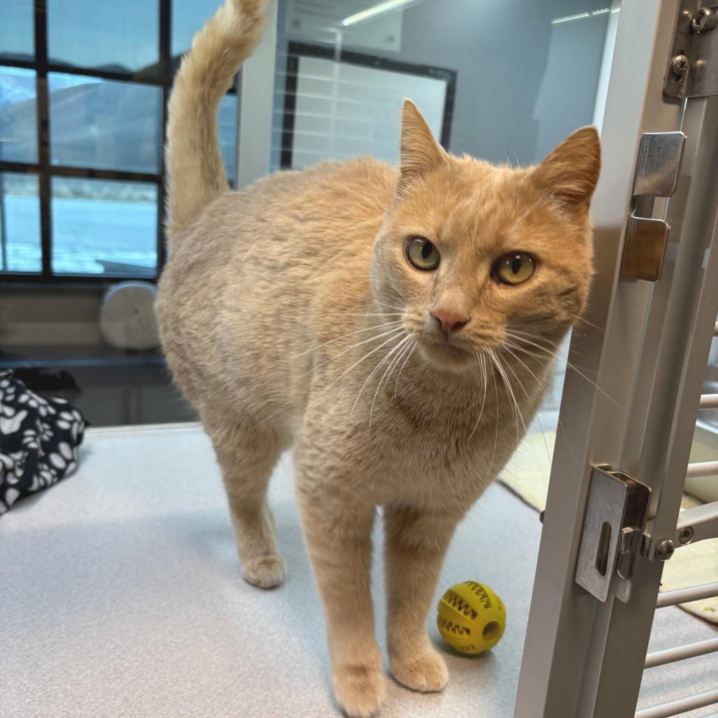 Enlarge Georgia, a Adoptable Domestic Short Hair in Hailey, ID image 1/3