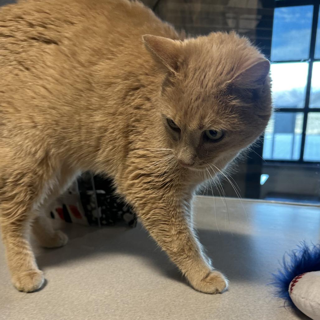 Enlarge Georgia, a Adoptable Domestic Short Hair in Hailey, ID image 2/3