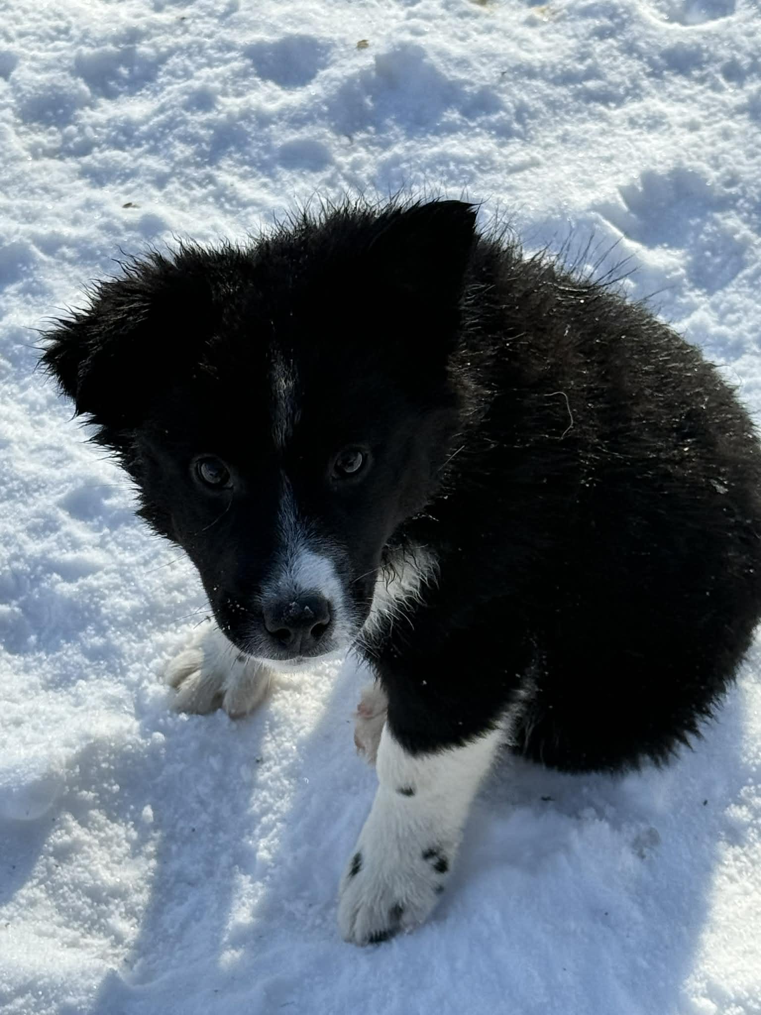 Enlarge Holly, an adopted mixed breed in North Freedom, WI image 1/1