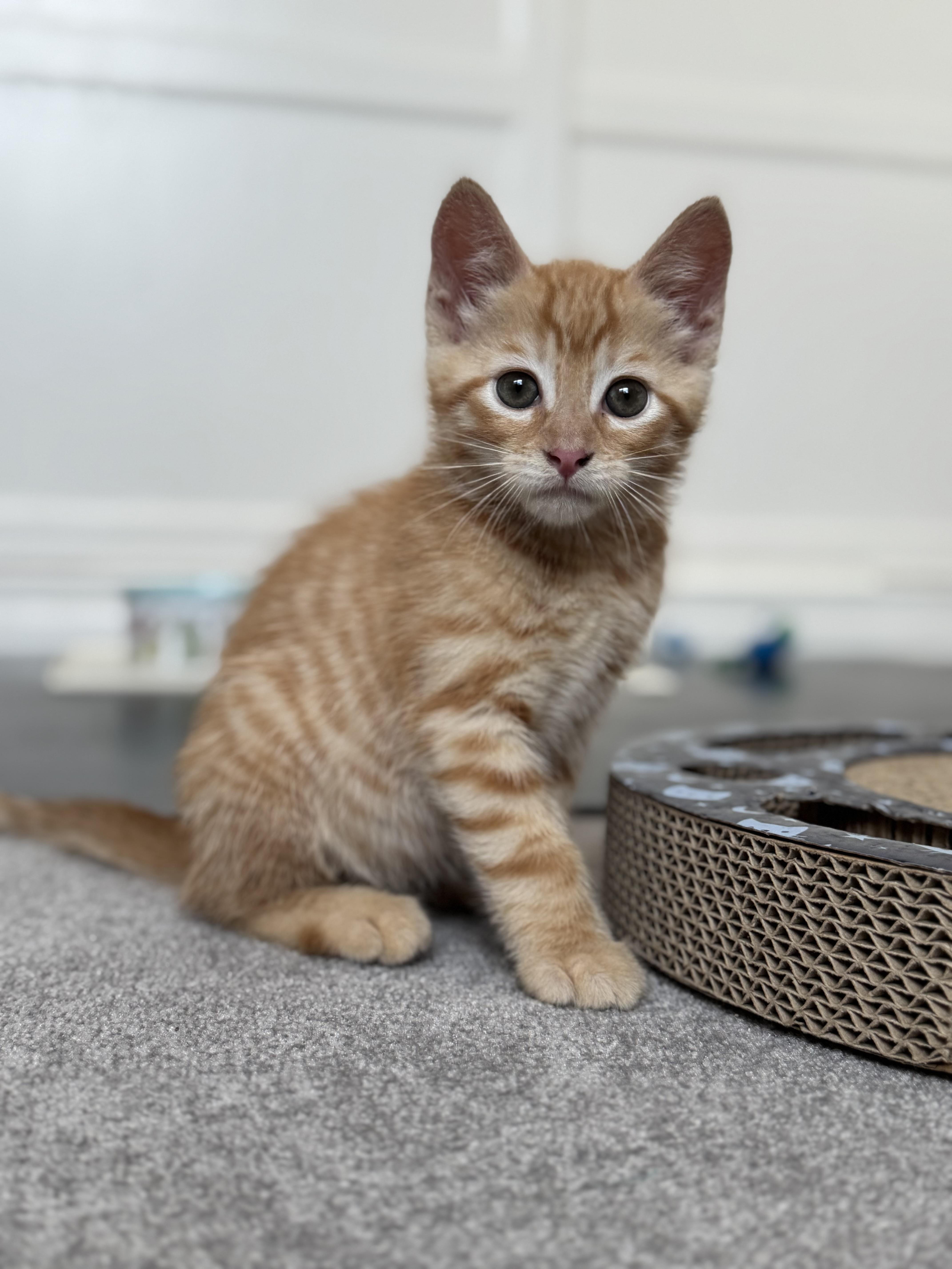 Enlarge Toulouse, an adopted Domestic Short Hair in Helendale, CA image 1/2