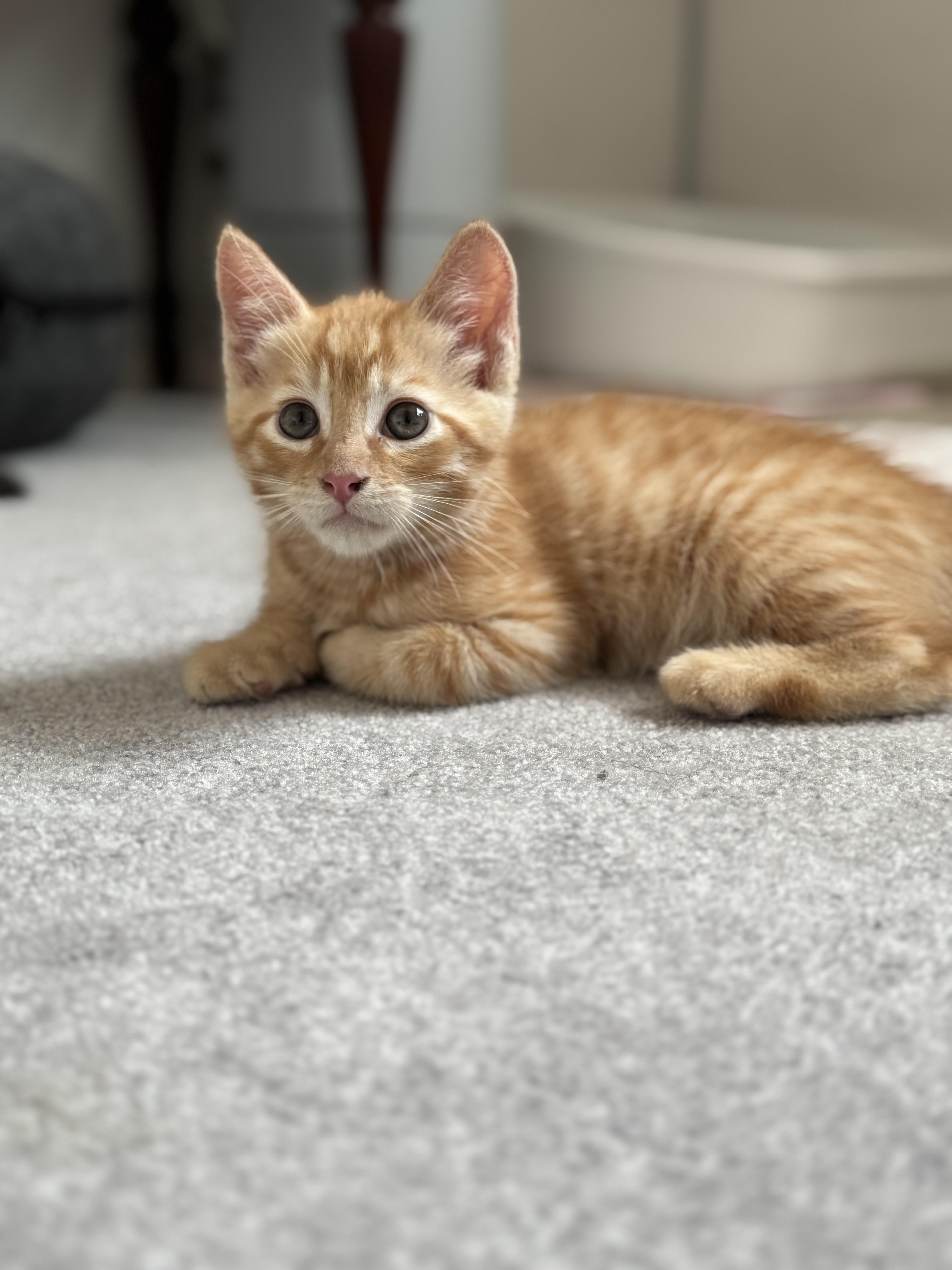 Enlarge Toulouse, an adopted Domestic Short Hair in Helendale, CA image 2/2